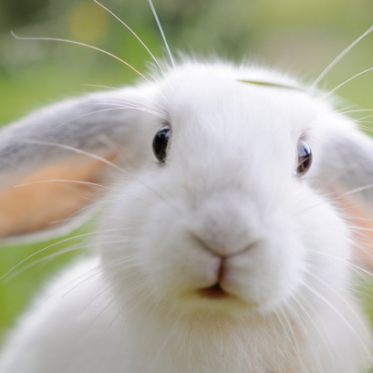 ศูนย์การแพทย์เฉพาะด้านเลี้ยงพิเศษ 